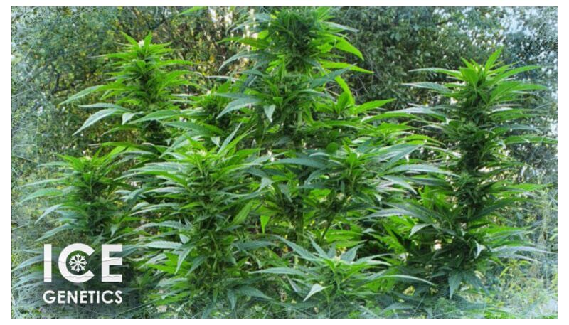 Fruit Diesel, Фасовка: 10